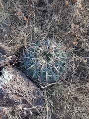 Ferocactus macrodiscus septentrionalis