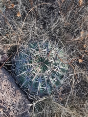 Ferocactus macrodiscus septentrionalis