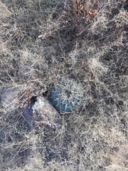 Ferocactus macrodiscus septentrionalis