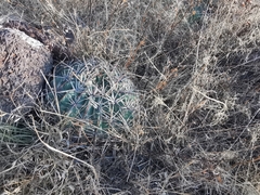 Ferocactus macrodiscus septentrionalis