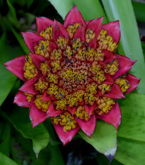 Canistrum aurantiacum