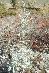 Artemisia alaskana