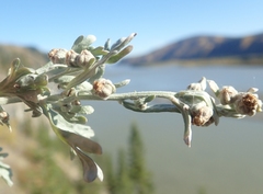 Artemisia alaskana