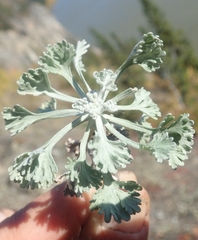 Artemisia alaskana