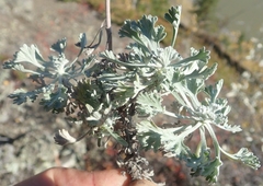 Artemisia alaskana