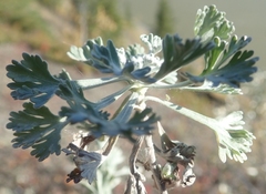 Artemisia alaskana
