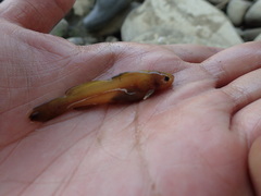 Tachysurus brevianalis