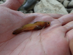 Tachysurus brevianalis