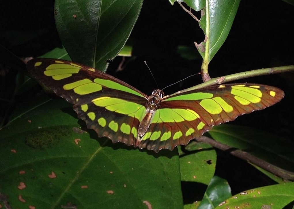 Philaethria pygmalion