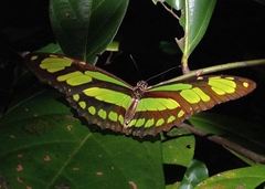 Philaethria pygmalion