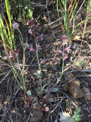 Streptanthus hispidus