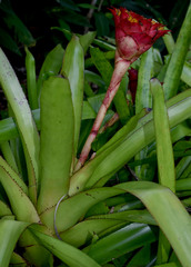 Canistrum aurantiacum