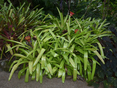 Canistrum aurantiacum