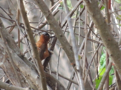 Picumnus cinnamomeus