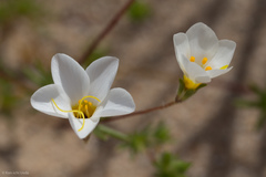 Leptosiphon chrysanthus decorus
