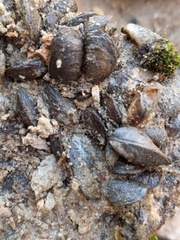 Mytilopsis leucophaeata