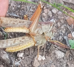 Schistocerca piceifrons peruviana