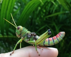 Tropidacris collaris