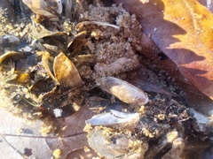 Mytilopsis leucophaeata