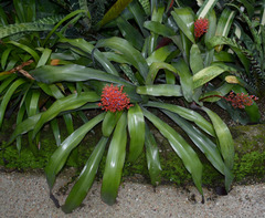 Aechmea miniata