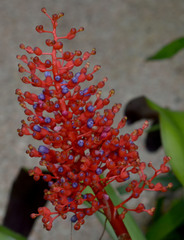 Aechmea miniata