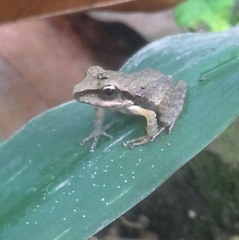 Craugastor metriosistus