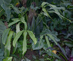Anthurium trilobum