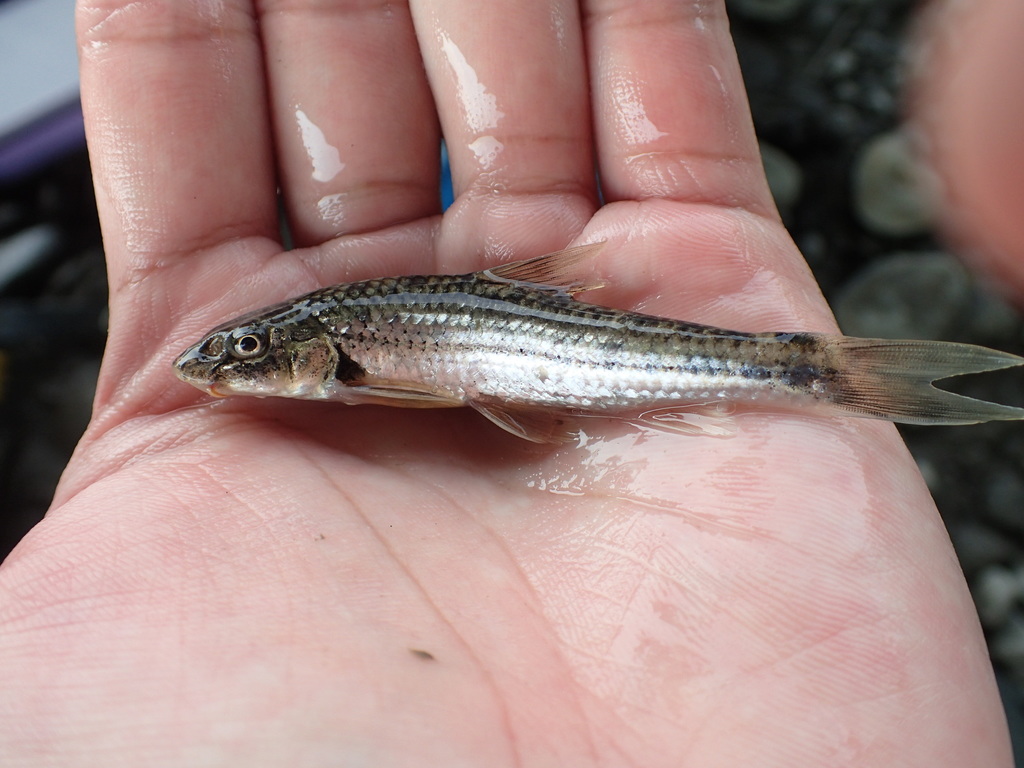 Chen's gudgeon (Gobiobotia cheni) — Cyprinidae