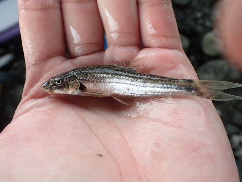 Chens grondelkarper (Gobiobotia cheni) — Cyprinidae