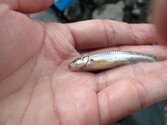 Microphysogobio alticorpus