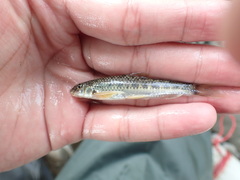 Microphysogobio alticorpus