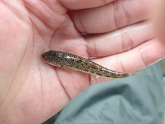 Microphysogobio alticorpus