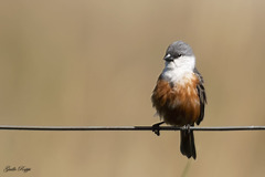 Sporophila palustris