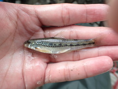 Microphysogobio alticorpus