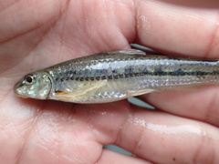 Microphysogobio alticorpus