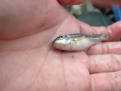 Microphysogobio alticorpus