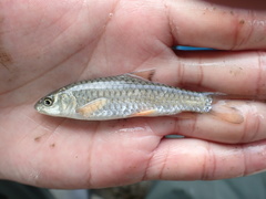 Spinibarbus hollandi