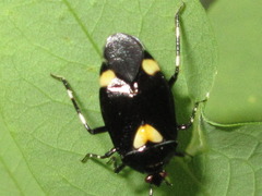 Deraeocoris sanghonami
