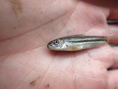 Microphysogobio alticorpus