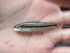 Microphysogobio alticorpus