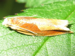 Ancylis partitana