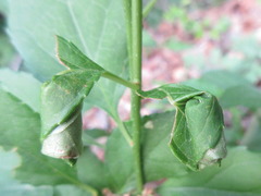 Paroplapoderus angulipennis