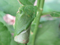 Paroplapoderus angulipennis