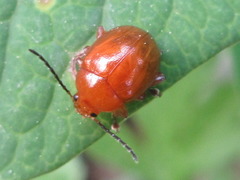 Argopus