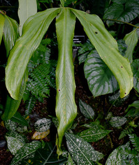 Anthurium trilobum