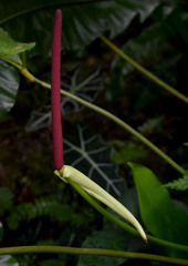 Anthurium trilobum