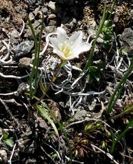 Gagea serotina