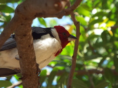 Paroaria dominicana