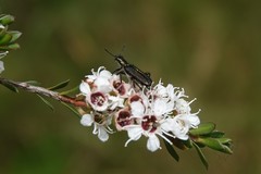 Eleale aspera
