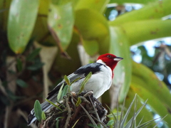 Paroaria dominicana